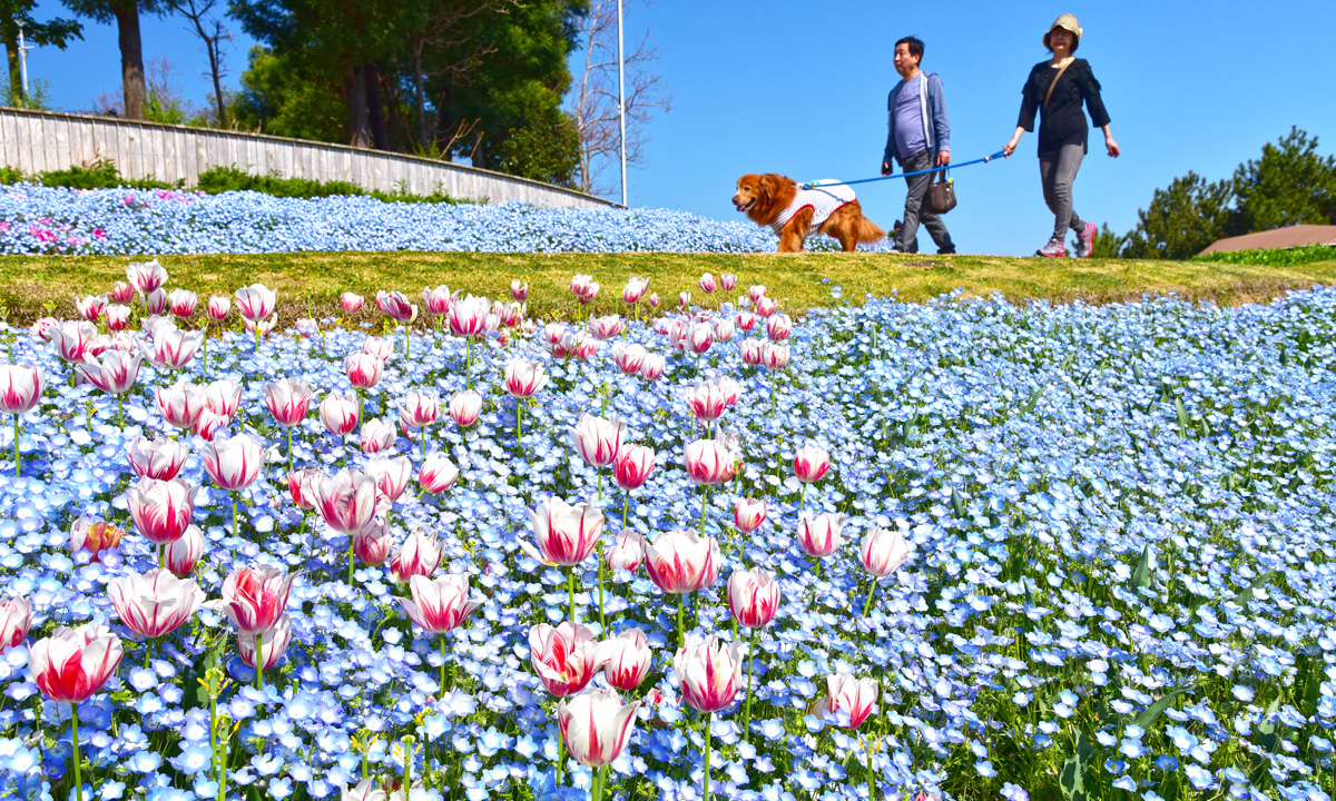 Wellness Retreat Tour in Awaji