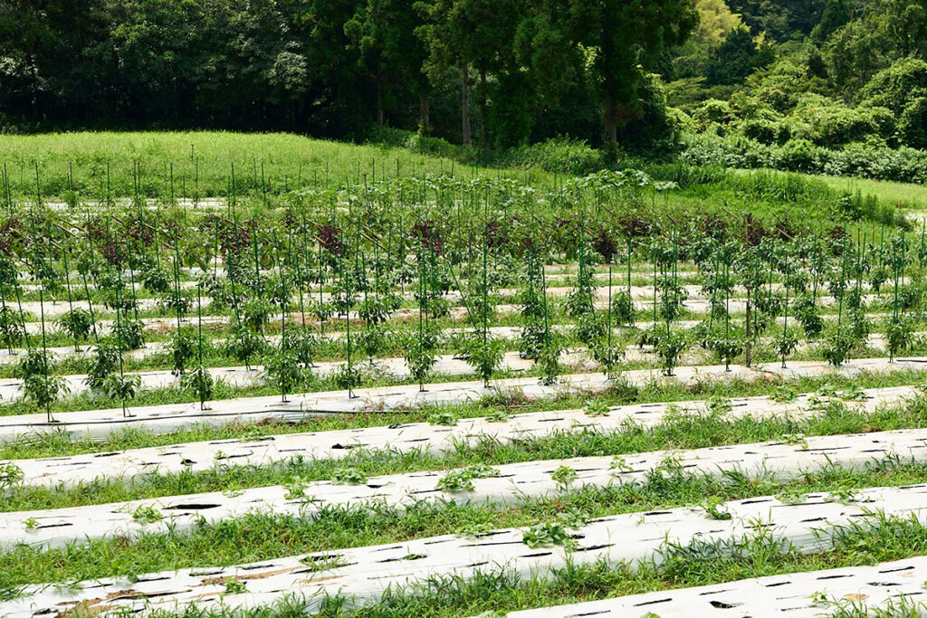 循環型農業で野菜を育てる畑