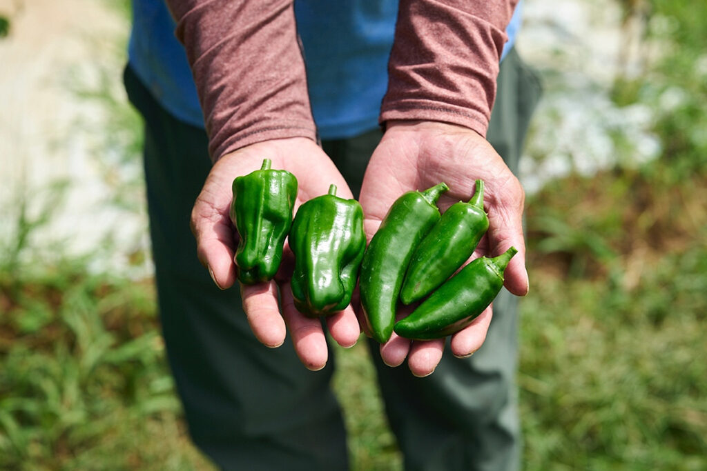 Left - child peppers, right - Manganji peppers