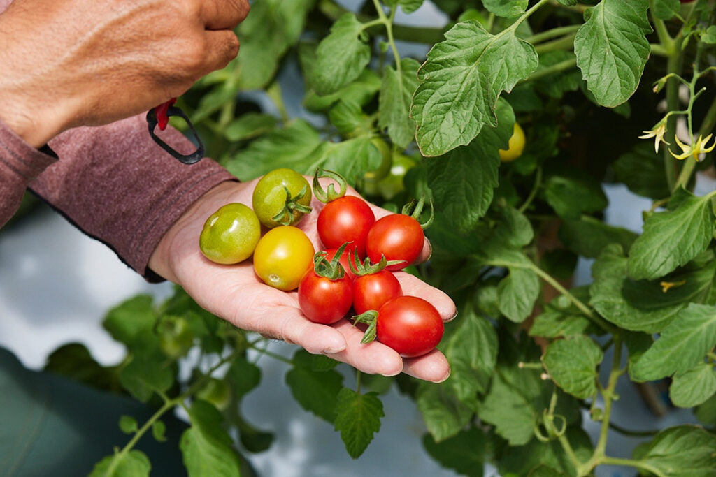 Delicious, ripe tomatoes